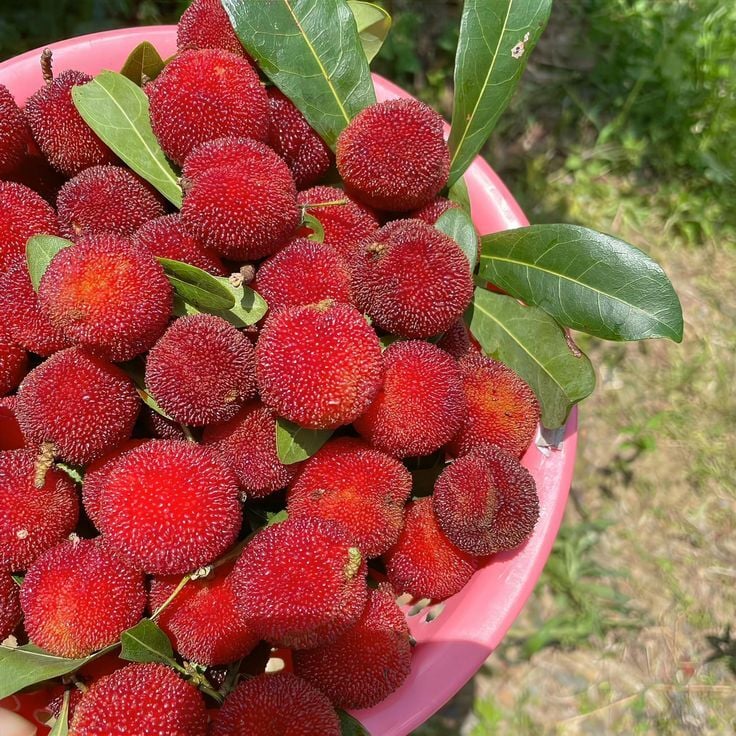 Kocayemiş (Dağ Çileği) 