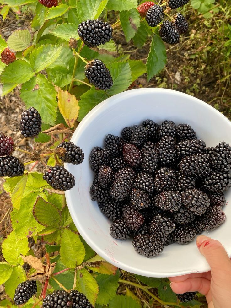 Böğürtlen (Blackberry)