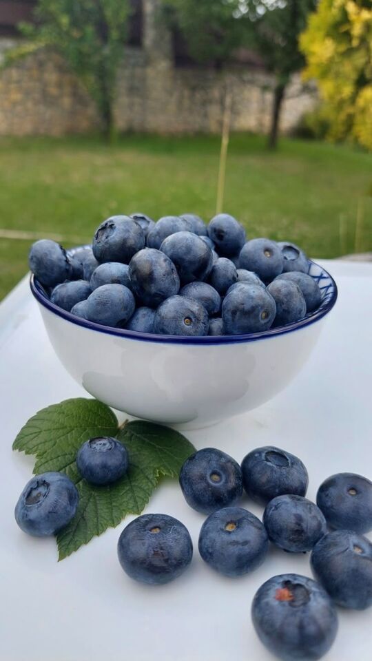 Dondurulmuş  Yaban Mersini - 10 KG