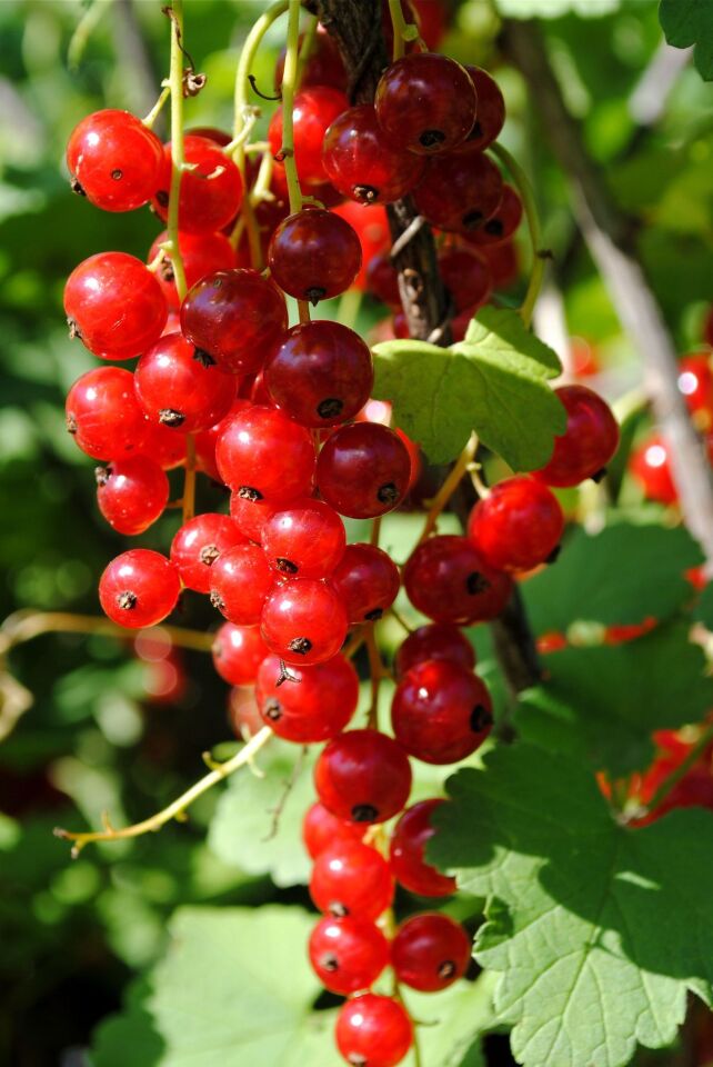 Dondurulmuş Frenk Üzümü  – 10 Kg