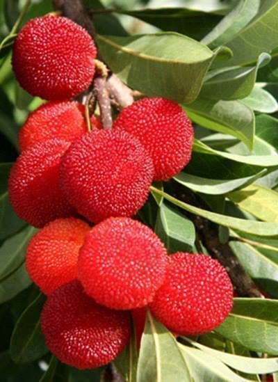 Dondurulmuş  Kocayemiş (Dağ Çileği) – 10 Kg