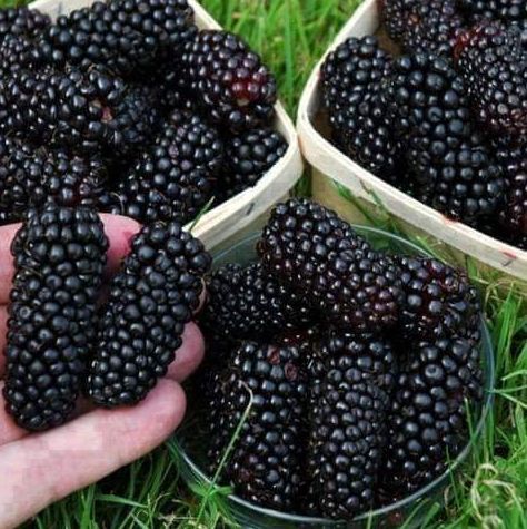 Dondurulmuş  Karadut – 10 Kg