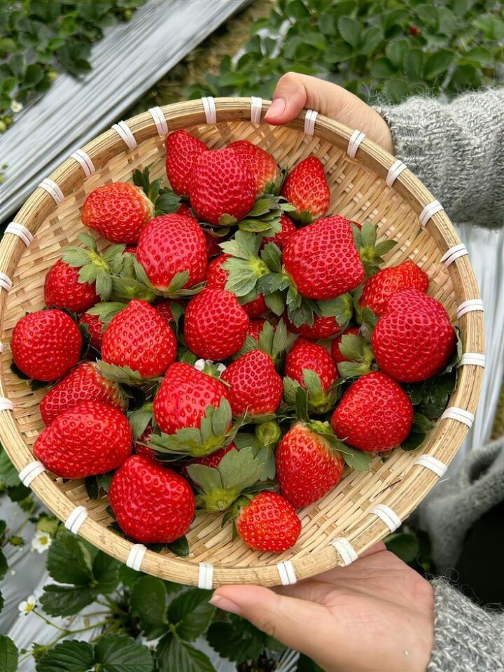 Dondurulmuş  Çilek – 10 Kg