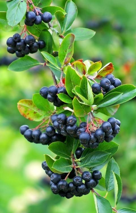 Dondurulmuş Aronya  – 10 Kg